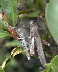 Due cavallette su un ramo