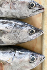 Mackerel tuna background. Stock photo.