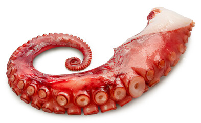 Octopus's arms, Octopus suckers isolated on white background, Octopus's arms or squid on white,...