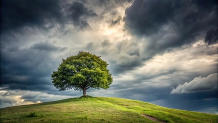 Obraz premium Isolated tree on a hill under grey cloudy sky with trees in background