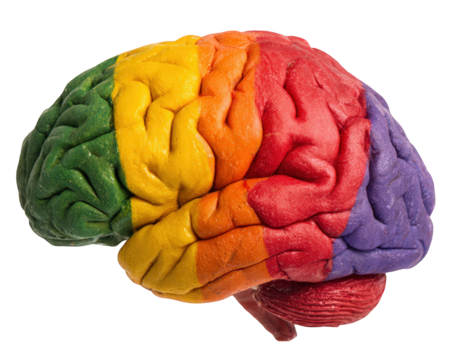 Colorful brain model with rainbow pattern, isolated on transparency background, symbolizing creativity, diversity, and mental health awareness, vibrant and educational object