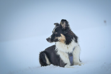 Tricolor border collie is lying on the field in the snow. He is so fluffy dog.