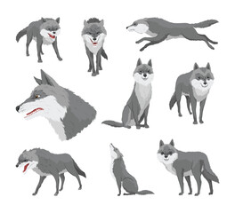 Gray wolf set. A predatory beast. Wild forest animal. Vector hand drawn vintage old sketch for stamp, t-shirt or typography or badge