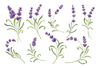 Lavender set. Vector illustration of lavender, Provence flowers on a white background. Set of elements from lavender flowers