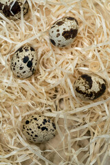 Still life from above quail eggs scattered on straw