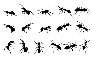 black silhouettes of ants in different angles insect hand drawn