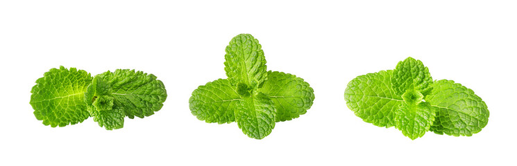 Fresh green mint leaves growing on transparent background © Gresei