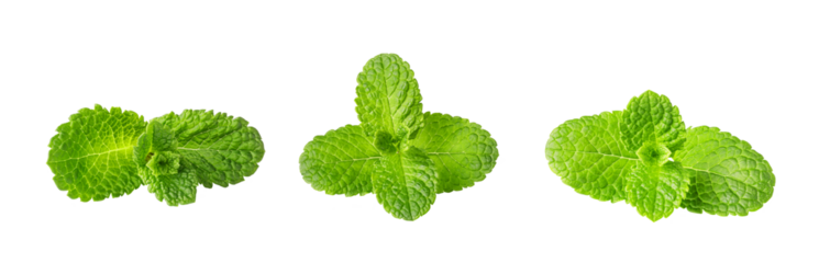 Fresh green mint leaves growing on transparent background