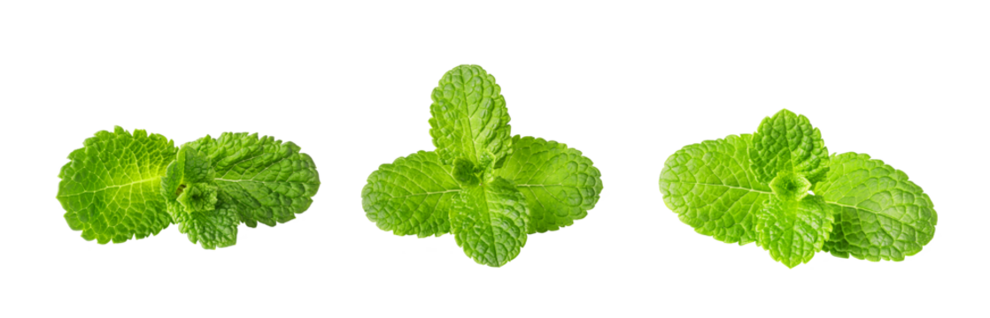 Fresh green mint leaves growing on transparent background