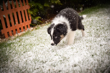 Naklejka premium Curious Border Collie Puppy Exploring Snowy Backyard. A young black and white Border Collie puppy is captured mid-step as it explores a lightly snow-dusted lawn. Snowflakes gently fall around the pup,