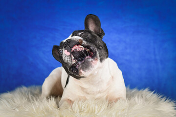 French Bulldog Posing on Faux Fur with Blue Background. A black and white French Bulldog with...