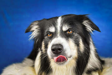 Calm Border Collie Posing Against Blue Background. A well-groomed black and white Border Collie is lying on a soft white faux fur blanket, placed over a crumpled white sheet. The dog gazes calmly into