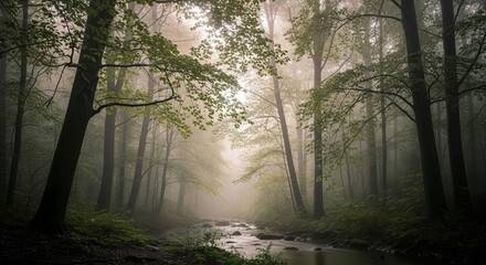 Obraz premium Morning in the forest