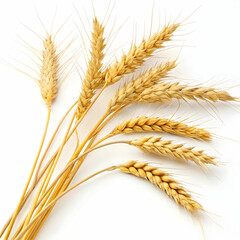 wheat isolated on white background