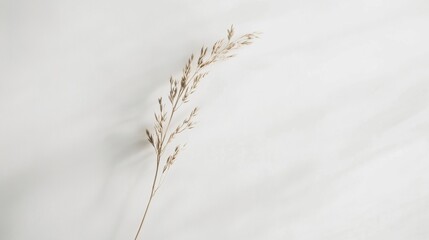 Obraz premium Dried plant flat lay on plain background, serene indoor setting