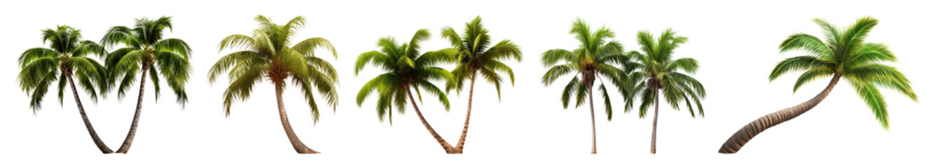Fototapeta premium PNG Tropical palm trees collection, element set on transparent background
