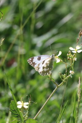 butterfly on a flower
