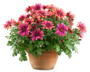Pink chrysanthemum flower in terracotta pot, lush green foliage, isolated on transparency background, vibrant and cheerful home decor, perfect for indoor or outdoor garden display