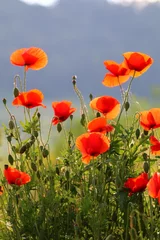 Gordijnen field of poppies © GinaCarla