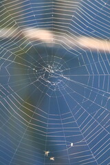 spider web with dew drops