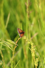 butterfly on grass