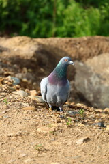 pigeon on the beach