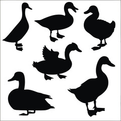 Several duck silhouettes exhibit diverse poses against the white backdrop, showing a waterfowl collection