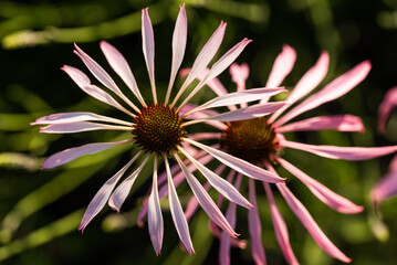 Jeżówka simulata w ogrodzie, tło kwiatowe.  © Elżbieta Kaps