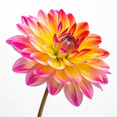 colourful flower with white backround,AI/PHOTO/VECTOR