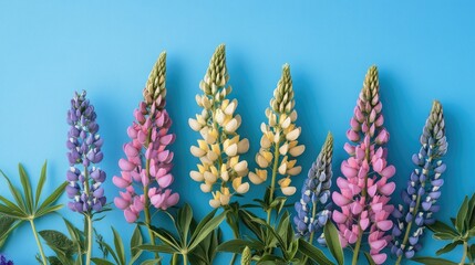 Naklejka premium Bountiful lupine bouquet on bright backdrop. Celebratory message for Mother's Day or birthday. Joyful vibes.