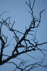 A tree branch that lacks leaves is silhouetted against a clear blue sky, creating a striking visual contrast that captures natures beauty