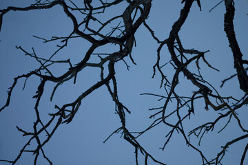 As I gaze up at the bare branches of a tree, devoid of leaves, I take in the stunning contrast against the backdrop of the blue sky above