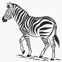 Obraz premium Illustration of a zebra in black and white with stripes walking on grass in a vector format created with generated ai