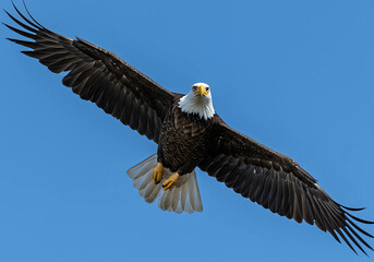 Fototapeta premium Majestic American bald eagle in flight, a symbol of nature's powerful wildlife