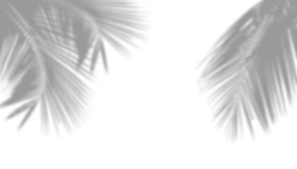 Shadow of palm braches isolated on transparent 