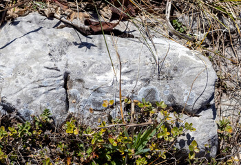 soil section in nature, perfect species and structure of various origins