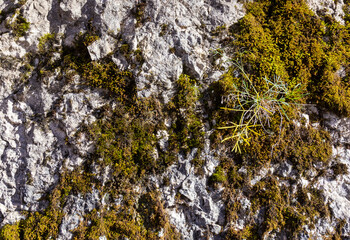 soil section in nature, perfect species and structure of various origins