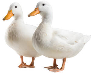 Two white ducks standing side by side, isolated on transparency background, displaying calm and peaceful expression, detailed feathers and orange beaks visible