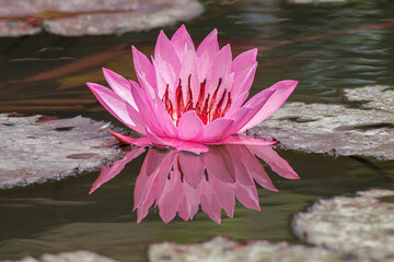 pink lotus flower