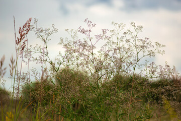 grass and sky