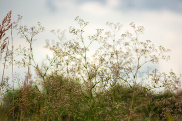 grass and sky