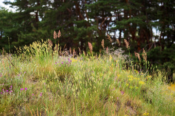 flowers in the garden