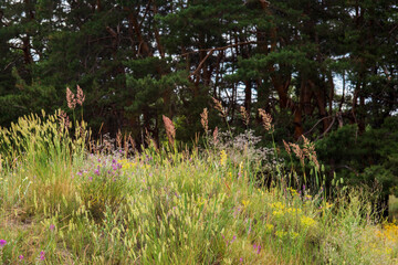 flowers in the grass
