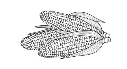 Corn on the Cob Line Art: Vector Illustration for Harvest Season