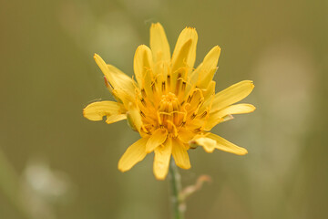 yellow flower macro