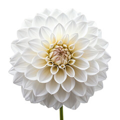 Dahlia flower png vibrant garden bloom png summer multi-petal flower png cut flower png ornamental plant png transparent background image