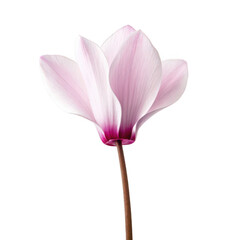 Cyclamen flower png heart-shaped leaf bloom png winter pink flower png indoor potted plant png ornamental flower png transparent background image