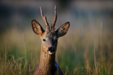 Roe Deer Look at me