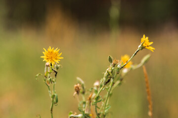 yellow flowers in the field