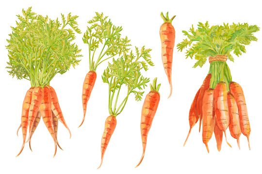 Set of bunch ripe carrots. Watercolor bright hand-drawn illustration isolated on the white Illustration for magazine or recipe book, poster and card design, menu cover, healthy eating